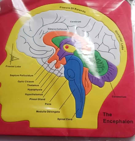 Photo of free Educational Puzzles (Must Read) (Eatontown) #3