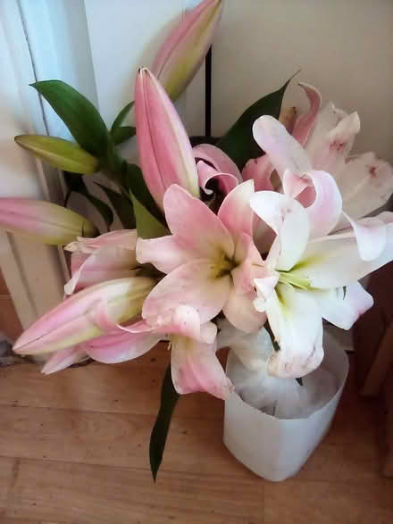 Photo of free Large Lilies - Cut Flowers (CT9) #2