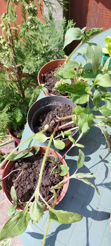 Photo of free Tall sunflower plants collection (Hillingdon UB10) #1
