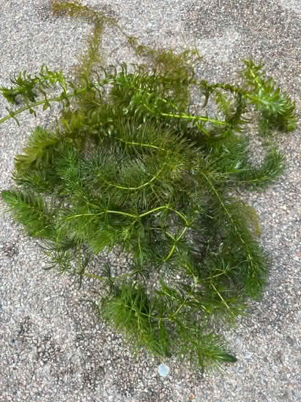 Photo of free Oxygenating pond plants (Longton) #1