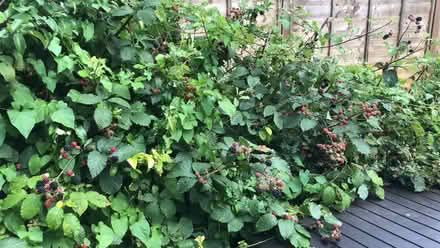 Photo of free Blackberry Plants, variety of sizes (Cowley OX4) #1