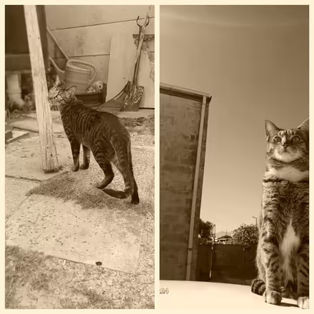 Photo of Cat litter & Cat food (Mitchell's Plain) #1