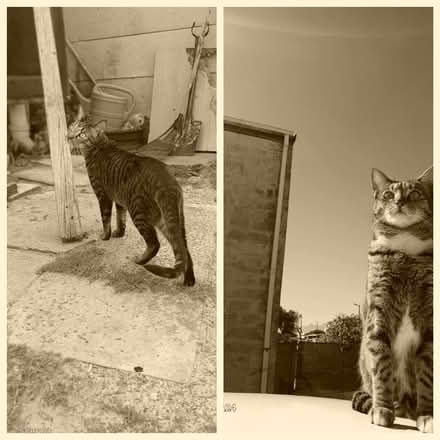 Photo of Cat litter & Cat food (Mitchell's Plain) #1