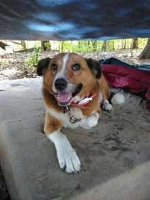 Photo of stuff for our dog Fisher (South Nashville) #1