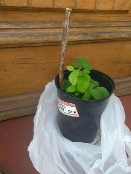 Photo of free Raspberry or Blackberry plant (Wallasey CH44) #1