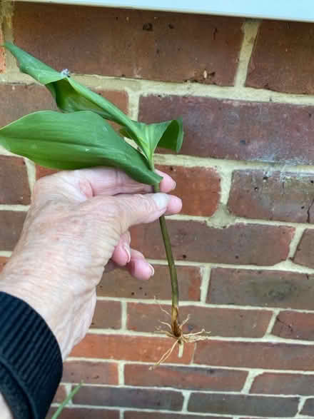 Photo of free Plants (CT10) #1