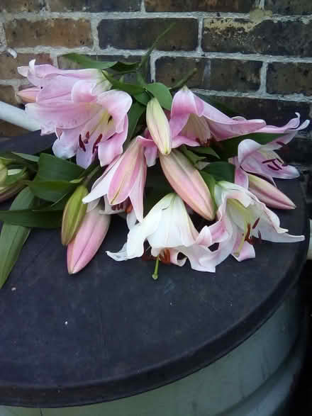 Photo of free Large Lilies - Cut Flowers (CT9) #1