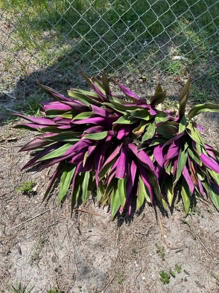 Photo of free Oyster Plants (Shamrock Blvd/Center Rd) #1