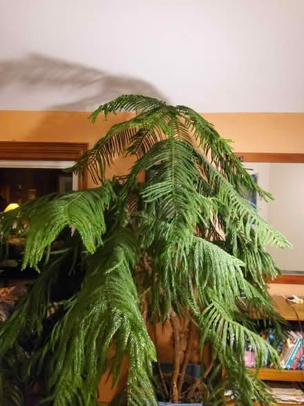 Photo of free Grand Norfolk Pine (Birkdale and Ellesmere .) #1