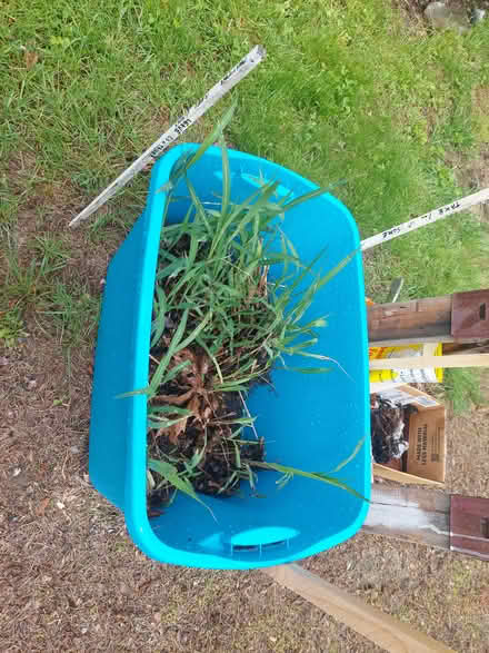 Photo of free Ornamental Grass (Brunswick at 24 Magean St.) #2