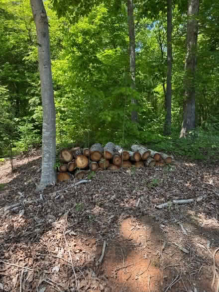 Photo of free firewood (Hickory NC) #2