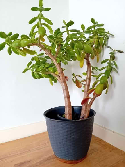 Photo of free Money plant (Tavistock Avenue ST16) #1