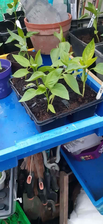Photo of free Sweet peppers and tomatoes (Clitheroe BB7) #1