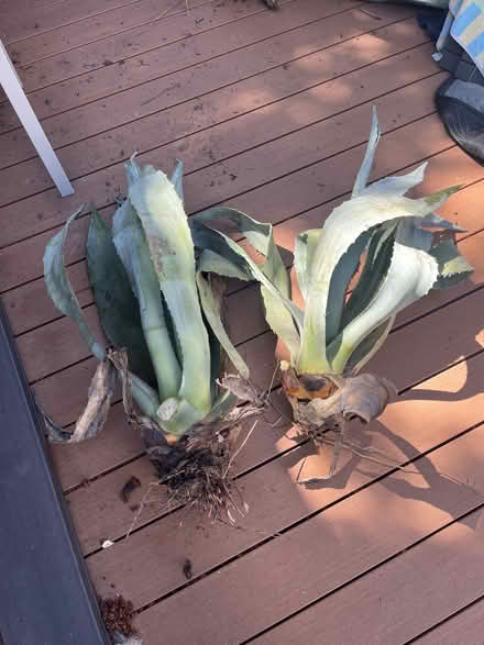 Photo of free Agave Plants (San Rafael, Near Gerstle Park) #2