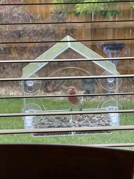 Photo of Bird feeder (Near Smoky Hill HS) #1