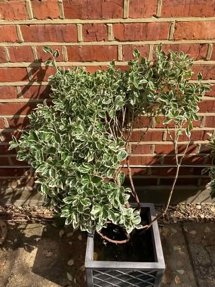 Photo of free Euonymus plant (Teddington TW11) #1