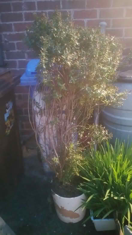 Photo of free Hebe bush (Parson cross S5) #2