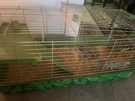 Photo of free Small cage (Campbell/los gatos) #3
