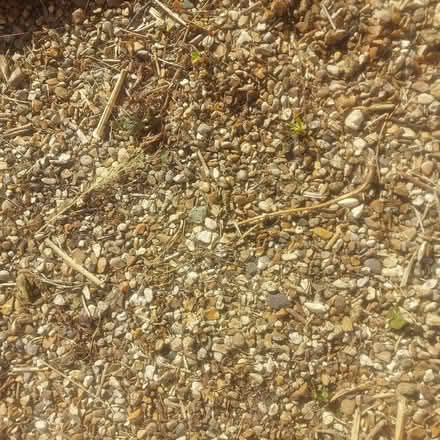 Photo of free Pea shingle (Cranleigh GU6) #1