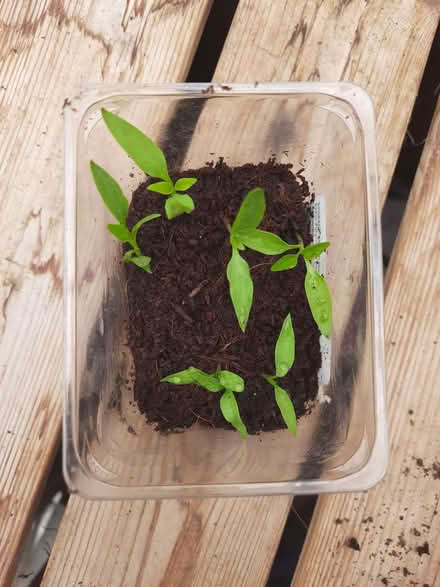 Photo of free AWAITING COLLECTION Sweet pepper seedlings (Caldecott OX14) #1