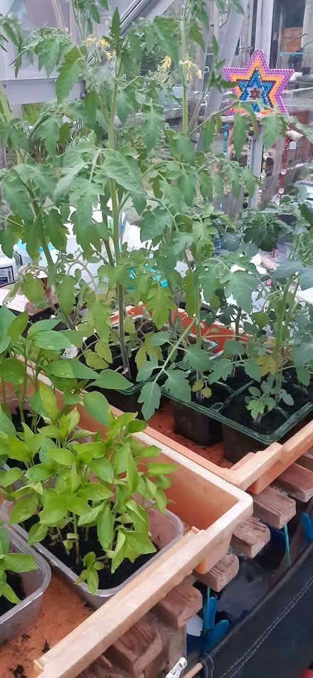 Photo of free Sweet peppers and tomatoes (Clitheroe BB7) #4