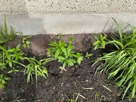 Photo of free phlox (Alta Vista area) #2
