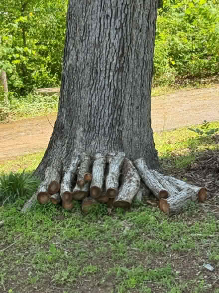Photo of free firewood (Hickory NC) #1