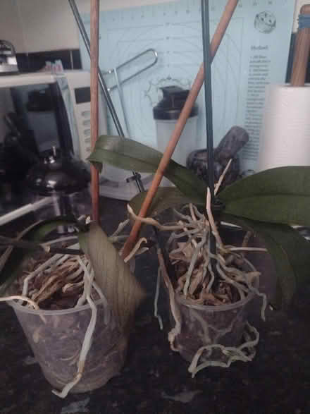 Photo of free 2x orchids (Leicester LE3) #1