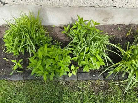 Photo of free phlox (Alta Vista area) #1
