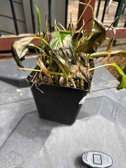 Photo of free Peace lily (Mulock & Yonge St) #1