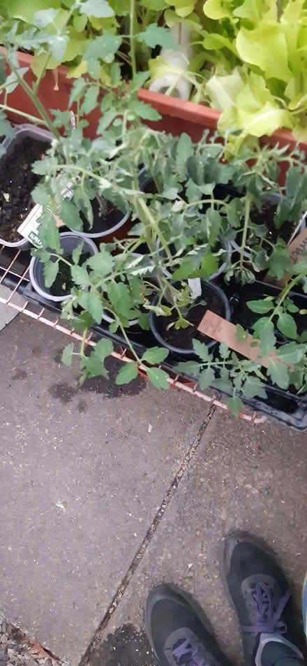 Photo of free Sweet peppers and tomatoes (Clitheroe BB7) #2