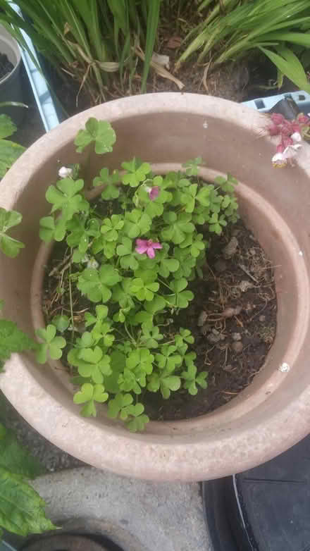 Photo of free Pink Sorrel plant (S5 8DP) #1