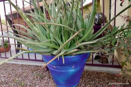 Photo of Large aloe vera plants (Erith DA17) #1