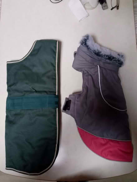 Photo of free Dog jackets - small (Bucknell SY7) #1