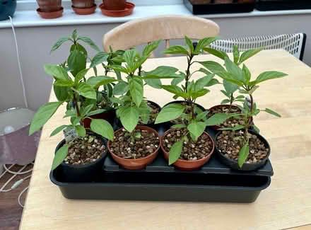 Photo of free Thai basil plants (Hatfield AL10) #2
