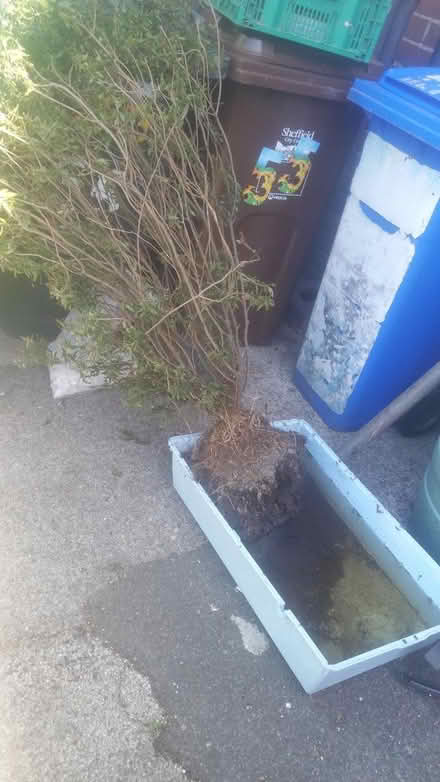 Photo of free Hebe bush (Parson cross S5) #1