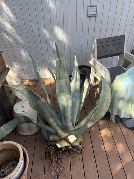 Photo of free Agave Plants (San Rafael, Near Gerstle Park) #1