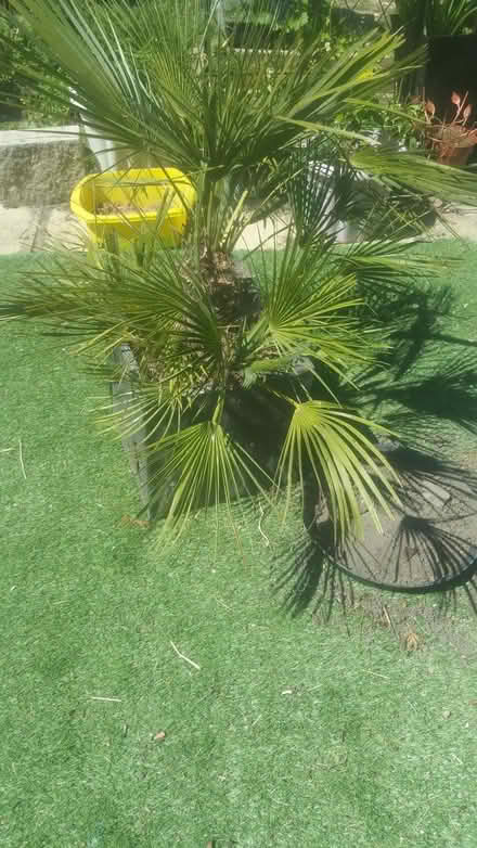 Photo of free 2 Spiky Fan palms (S5 8DP) #1