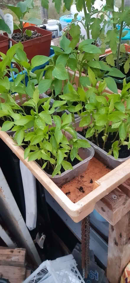 Photo of free Sweet peppers and tomatoes (Clitheroe BB7) #3