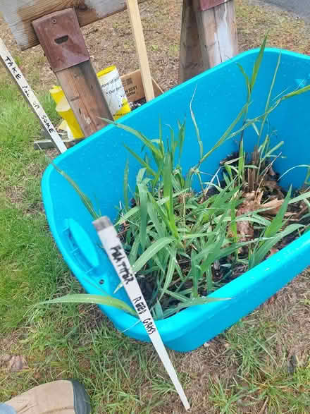 Photo of free Ornamental Grass (Brunswick at 24 Magean St.) #1