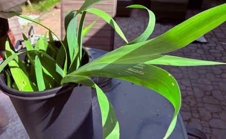 Photo of free Iris plants rooted (Bowie) #1