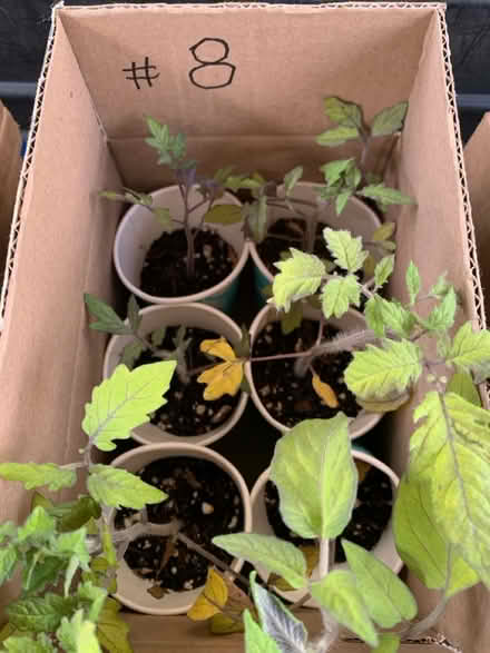 Photo of free extra seedlings cont (Fair Lawn, NJ) #3