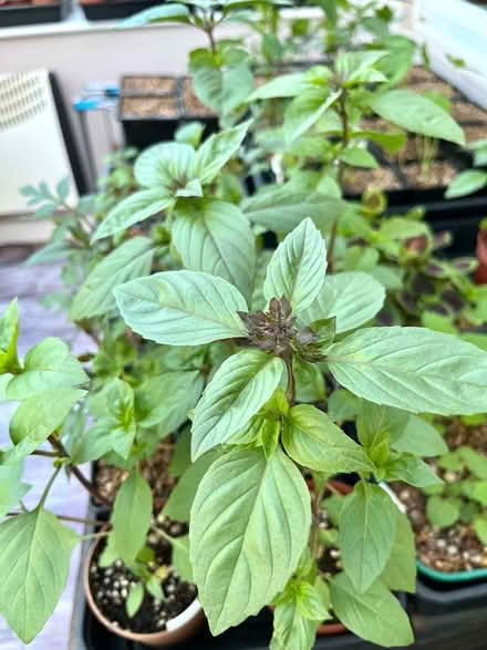 Photo of free Thai basil plants (Hatfield AL10) #1