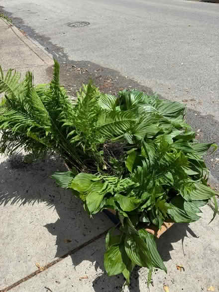 Photo of free Ferns and green hostas (Jenkintown, PA) #1