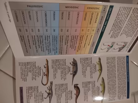 Photo of free Dinosaur pamphlet (Odenton) #2