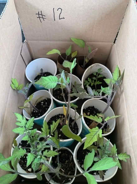 Photo of free seedlings (Fair Lawn, NJ) #1