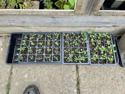 Photo of free Verbena bonariensis (Hatfield AL10) #4