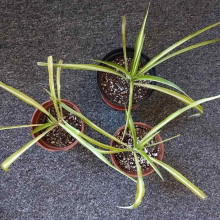 Photo of free Spider Plants (New Town CO1) #1