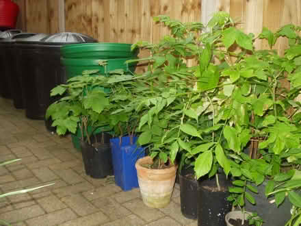 Photo of free Tree Saplings (Sycamore & Ash I Think) (Northway GL20) #2