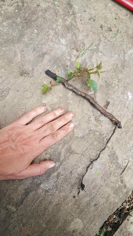 Photo of free small rose shoot (New Greens AL3) #1